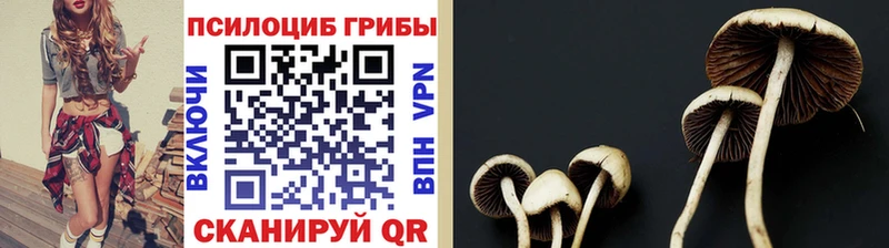 Галлюциногенные грибы Psilocybe  нарко площадка телеграм  Емва 